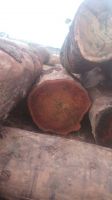 Large Wood logs like tali, Wengue, Pine and Zingana, teak, pine, radiata, wood chips, pellets, planks, firewood, mangrove