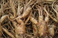 High Quality Ginseng, Ginseng Powder