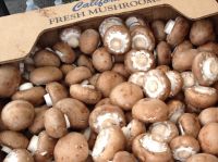 fresh shiitake mushrooms,Sliced Champignon Mushroom, woodmushrooms etc.. 