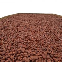 Good Quality High Grade Dried Cocoa Beans Cocoa Powder Cocoa Butter/ Cacao/ Chocolate Bean Fresh Dried Raw ARIBA KBS 8% Maturity 