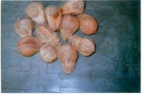 Coconut,copra,coconut Powder,wet Dates,dry Dates