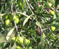 Fresh Olives