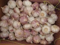 Fresh garlic