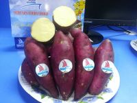 VIETNAMESE SWEET POTATO (Ms: Ruby +84 342828779)