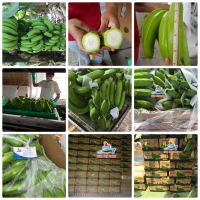 VIETNAMESE FRESH CAVENDISH BANANA ( Ms Ruby +84 342828779)