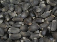 Jatropha Seeds