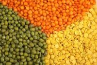 Green Mung Beans , Red lentils, Chick peas kabuli and desi