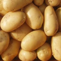 Export Ready Fresh Potatoes Natural Farm Fresh Potatoes For Wholesale Vegetable Markets And Import Distribution