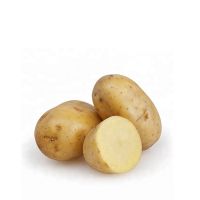 Nutrient Rich Fresh Potatoes Farm Harvest Fresh Potatoes For Food Industry Supply Chains And Wholesale Produce Buyers