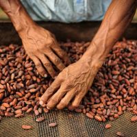 Fresh Selected Cocoa Beans With Low Moisture Content And Sustainable Cocoa Beans For Wholesale And Bulk Purchases