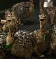 Ostrich Chicks. Live Ostrich birds, Ostrich Eggs, Fertile eggs, day old chicks, Chicken table eggs, Chicken fertile eggs, Frozen chicken