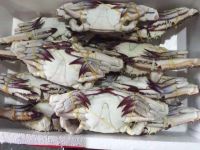 Blue Swimming crab new