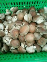 Organic Shiitake Mushroom