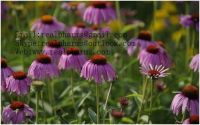 Echinacea Extract