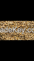 barley