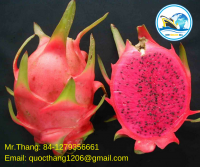 Premium Quality Dragon Fruit - Red/White Pulp Dragon Fruit