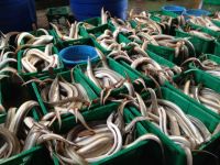 Frozen Eel Fish / Premium Quality Ribbon fish/ Frozen Ribbon Fish 