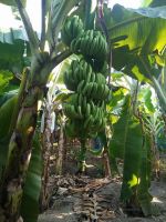 GREEN CAVENDISH BANANA