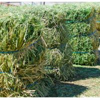 Good quality Alfalfa hay animal feed 