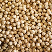 Wholesale Export Chickpeas 