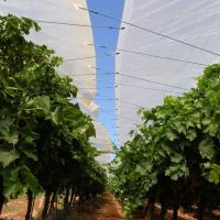 Transparent Reinforced Woven Plastic Cover Tent for Fruit Tree Cherry Tree