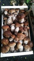 Boletus Edilus/Fungi Porcini Chantelle