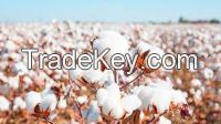 Cotton