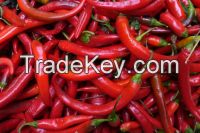 Chilli Pepper