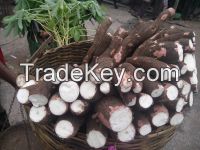 Cassava