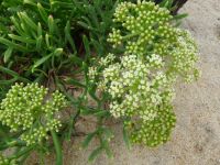 Sea fennel essential oil - Crithmum maritimum essential oil