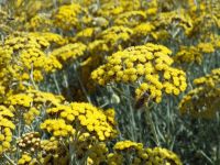 Immortelle Essential dried