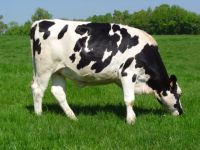 Holstein Heifers Dairy Cows~Calving in milk , 28 - 32 liter milk