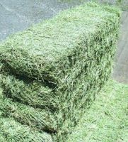 Alfalfa Hay Bales Purity 99.9%