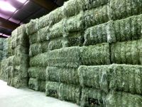 Timothy Hay, Mixed Hay, Grain Hay Best Quality