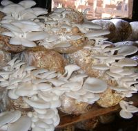 Best oyster Mushrooms