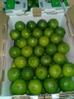 Green Lemon, Persian Lime