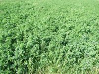 Alfalfa hay in bales production in Croatia