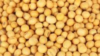 Non GMO Soybeans