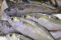 Mackerel Fish, Bonito Fish, Tuna Fish, Tilapia Fish, Frozen Shrimps, Squids, Crabs