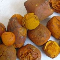 Buy Ox Gallstones, Buy Cattle Gallstones / Cow Gallstones for sale