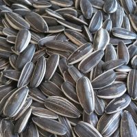 Sunflower Seeds Type 5009