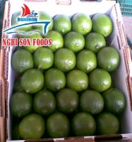 VIETNAMESE SEEDLESS LIME