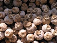 Dried Poppy Pods