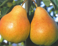 Fresh Forelle Pears from South Africa