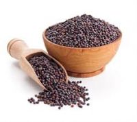 High Quality MUSTARD SEEDS