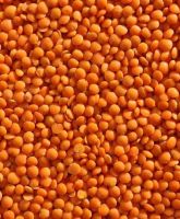 Red/Green Lentils