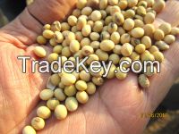 Grade A quality Non-GMO Soybean Seeds for Sale