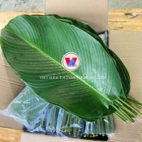 VIETNAM NATURAL DONG LEAVES FOR BANH CHUNG AND FOOD WRAPPING