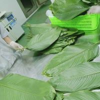 NATURAL DRIED DONG LEAVES FOR TRADITIONAL