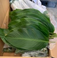 NATURAL DRIED DONG LEAVES FOR TRADITIONAL